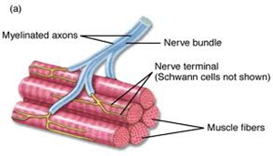 A NeuroMuscular Junction is where the nerve meets and muscle. This is where the brain tells the muscle when and how to move. 
